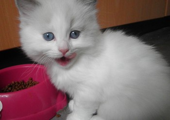 femelle blue bicolour - Chatterie Ragdolls du Val de Beauvoir